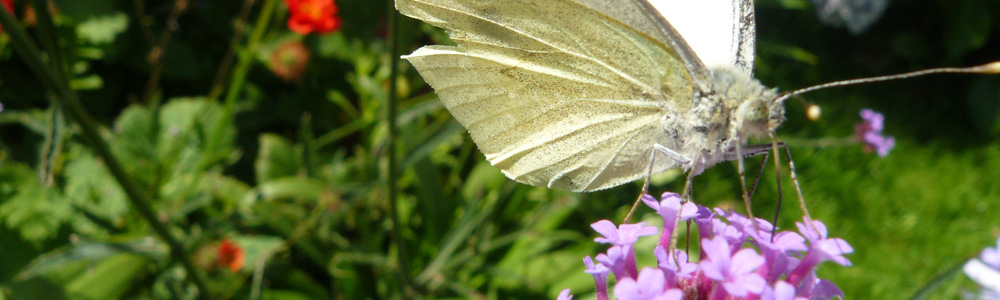 papillon